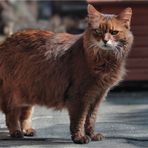 Mein alter Opa Spunky (fast 17 Jahre alt) ....