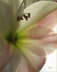 "mein" Amaryllis - selbst gezüchtet...