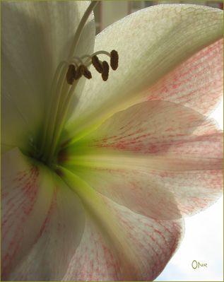 "mein" Amaryllis - selbst gezüchtet...