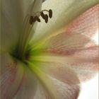 "mein" Amaryllis - selbst gezüchtet...