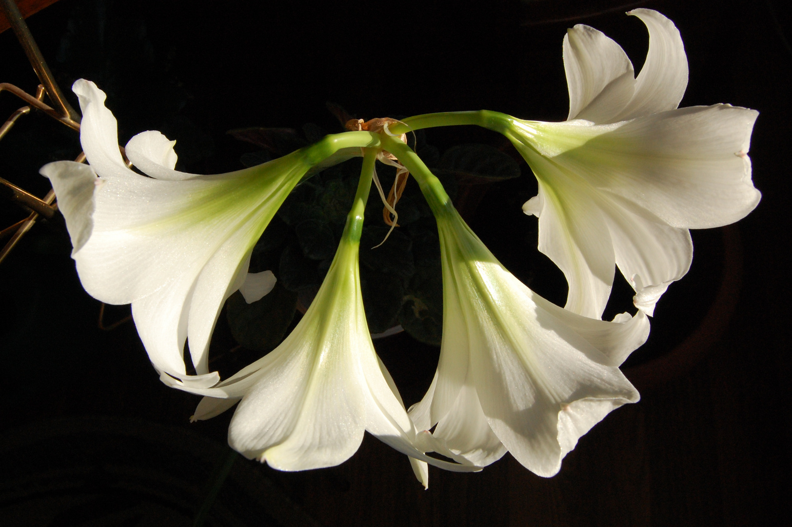 Mein Amaryllis......von oben.....