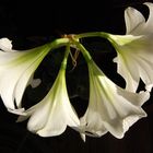 Mein Amaryllis......von oben.....