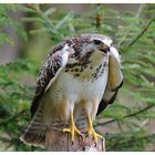 - Mein anderer Freund der Mäusebussard - ( Buteo buteo )