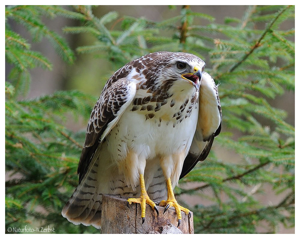 - Mein anderer Freund der Mäusebussard - ( Buteo buteo )