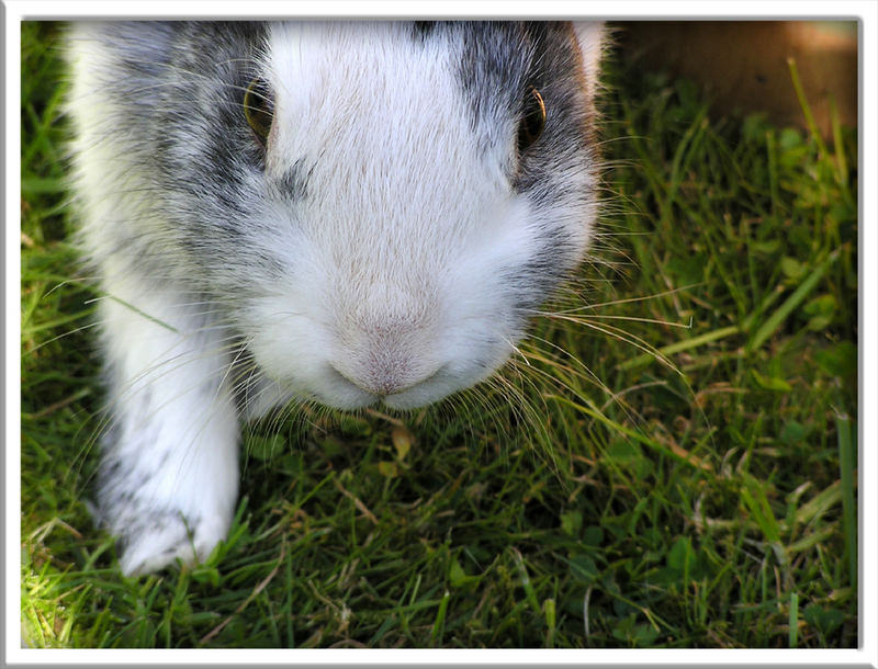 Mein anderes Kaninchen ;-)