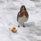 MEIN Apfel! Meiner!