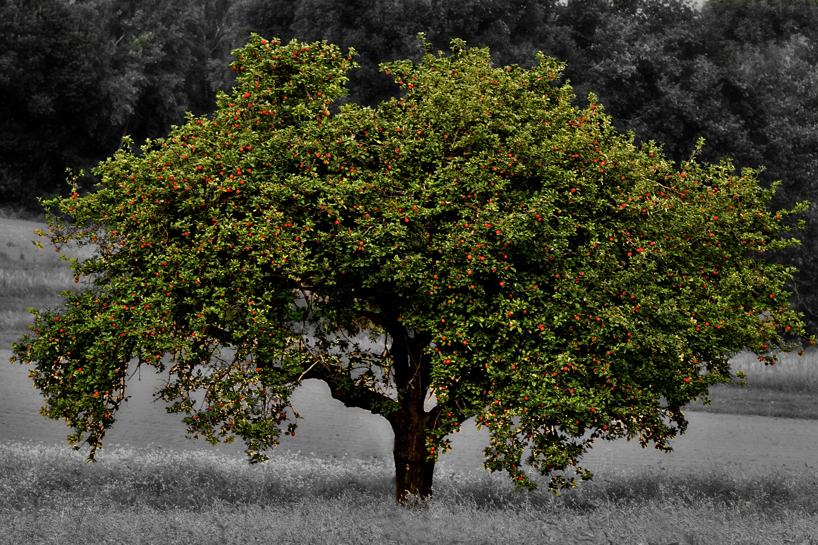 Mein Apfelbaum