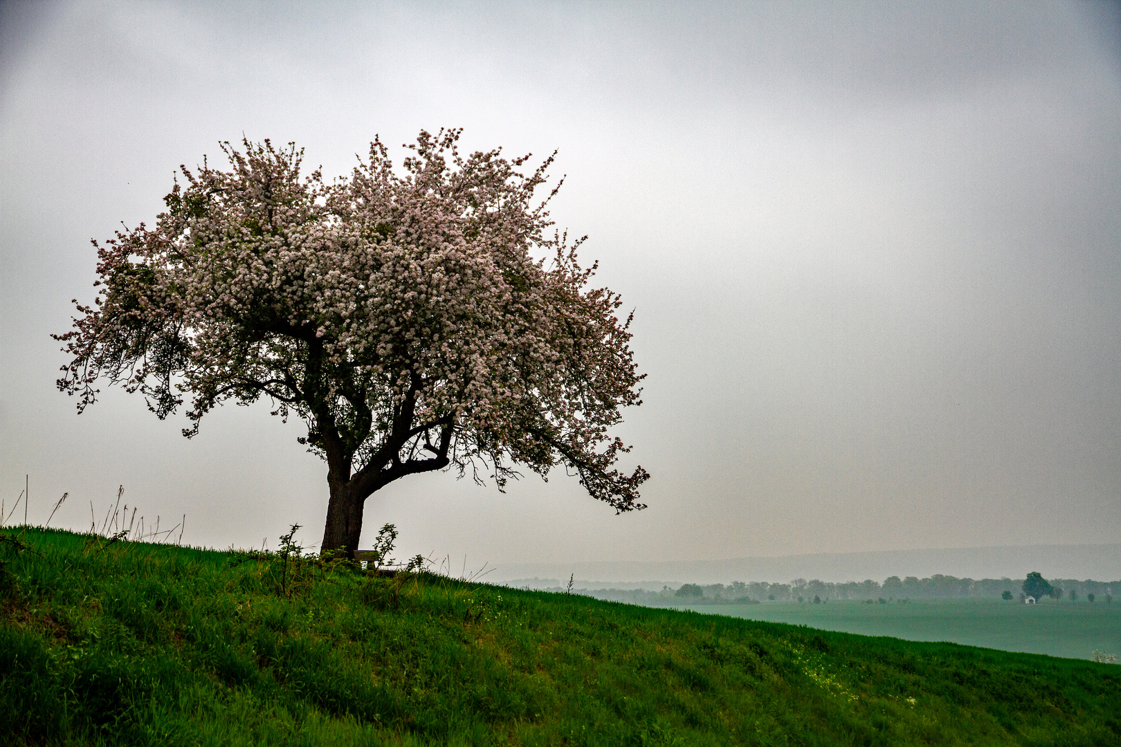 Mein Apfelbaum