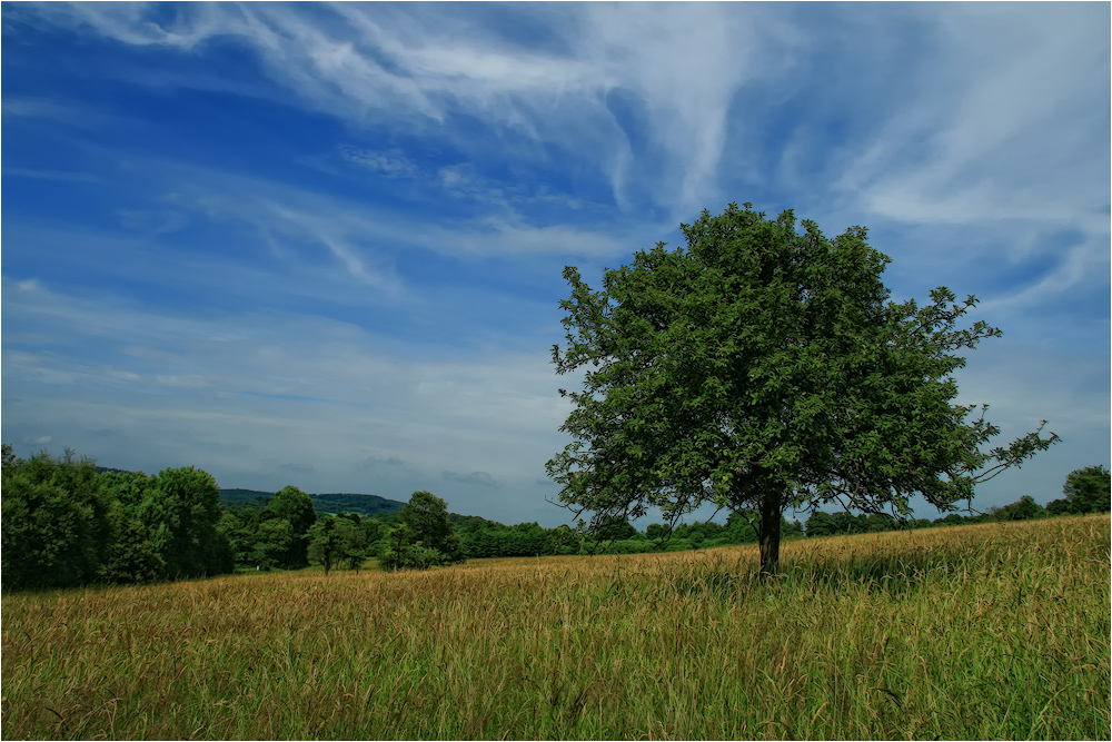 MEIN APFELBAUM