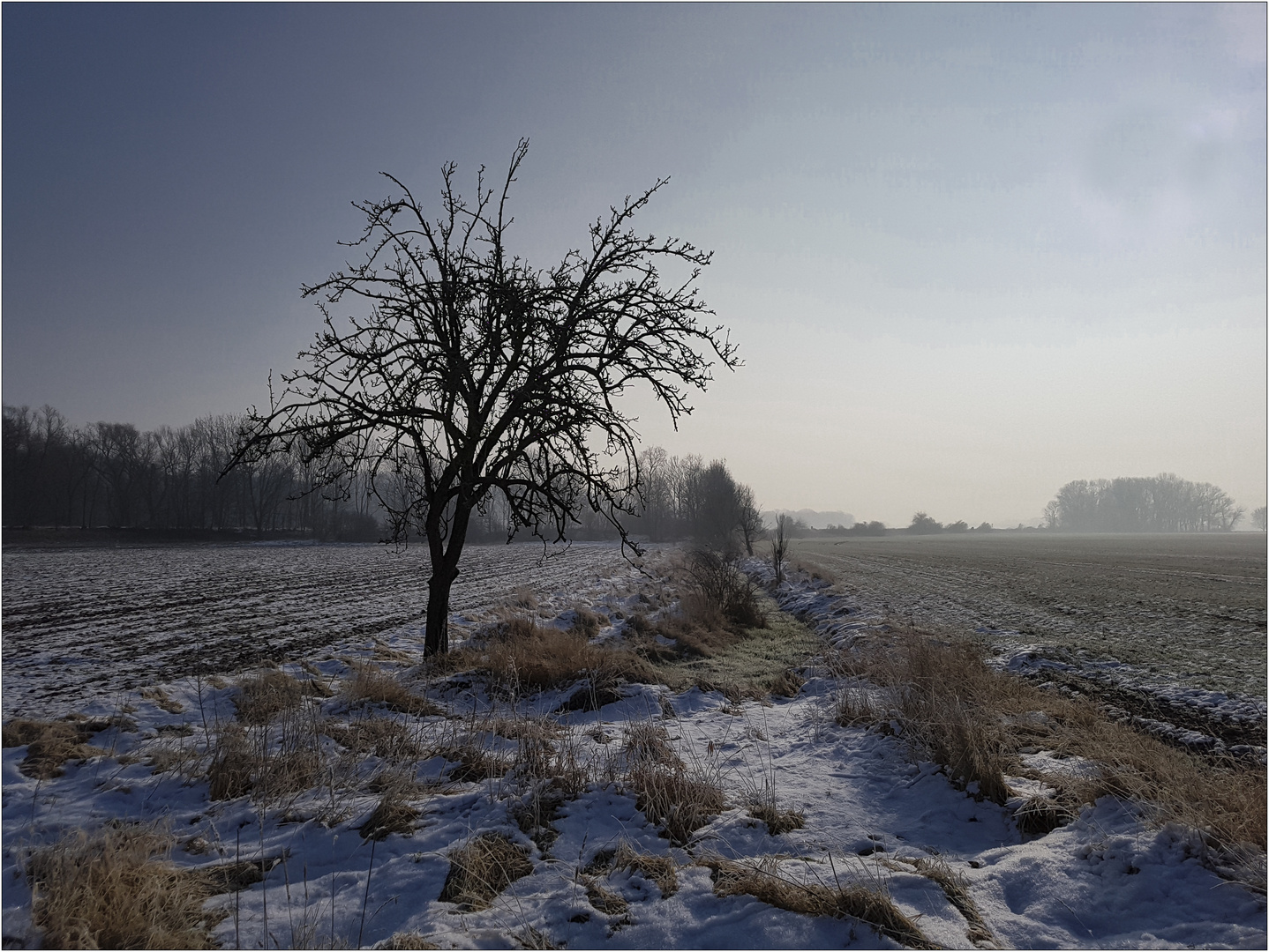 Mein Apfelbaum #3 im Winter.