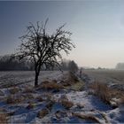 Mein Apfelbaum #3 im Winter.