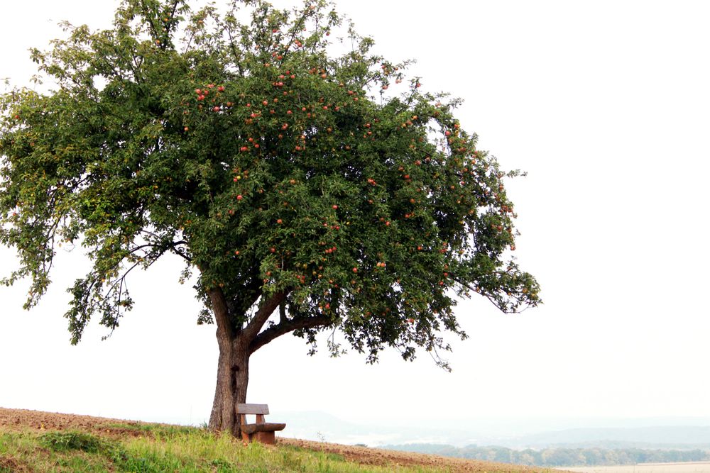 Mein Apfelbaum Foto & Bild | bäume, natur, pflanzen Bilder auf