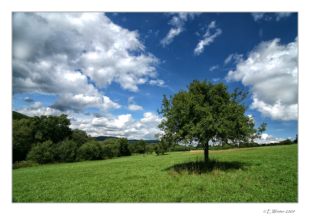 MEIN APFELBAUM