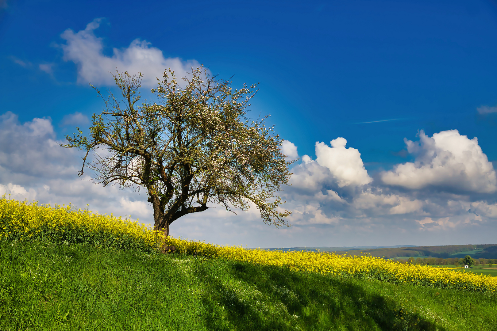 Mein Apfelbaum im April Foto & Bild pflanzen, pilze & flechten, bäume