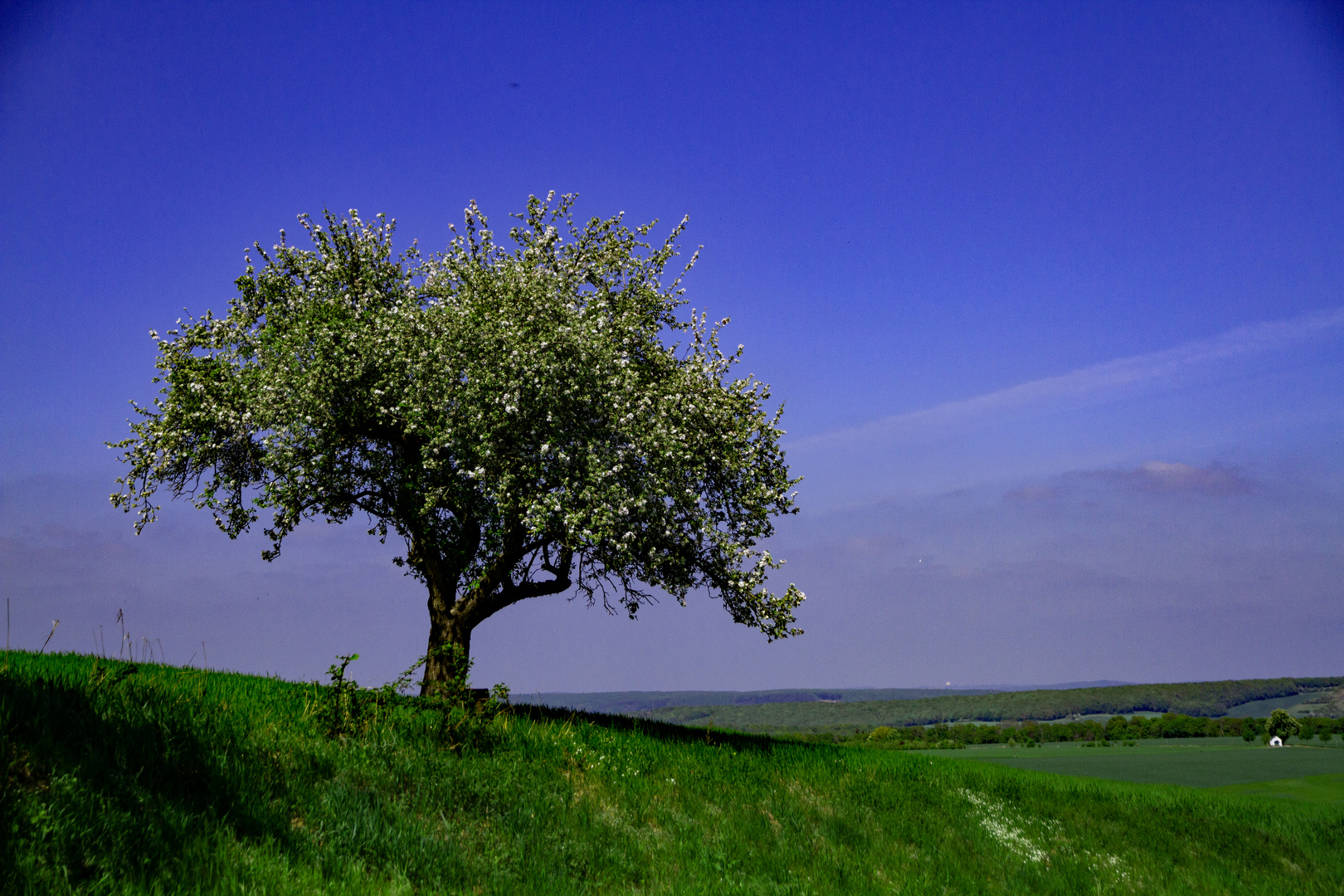 Mein Apfelbaum im April