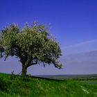 Mein Apfelbaum im April