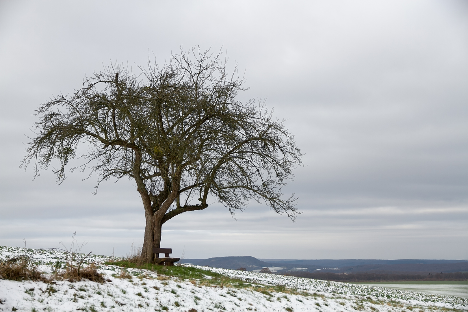 Mein Apfelbaum im Februar 2018