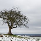 Mein Apfelbaum im Februar 2018