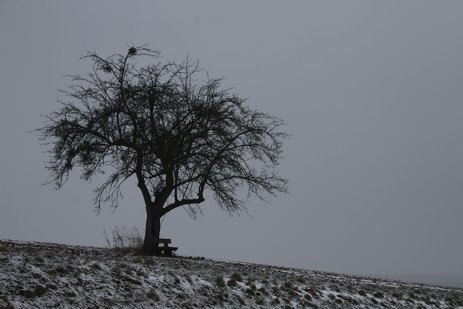 Mein Apfelbaum im Januar