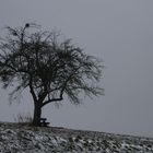 Mein Apfelbaum im Januar