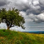 Mein Apfelbaum im Juni