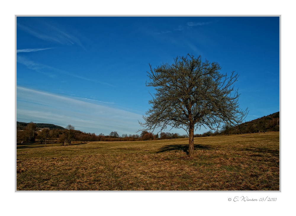 MEIN APFELBAUM IM MÄRZ