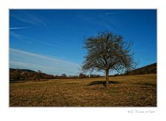 MEIN APFELBAUM IM MÄRZ