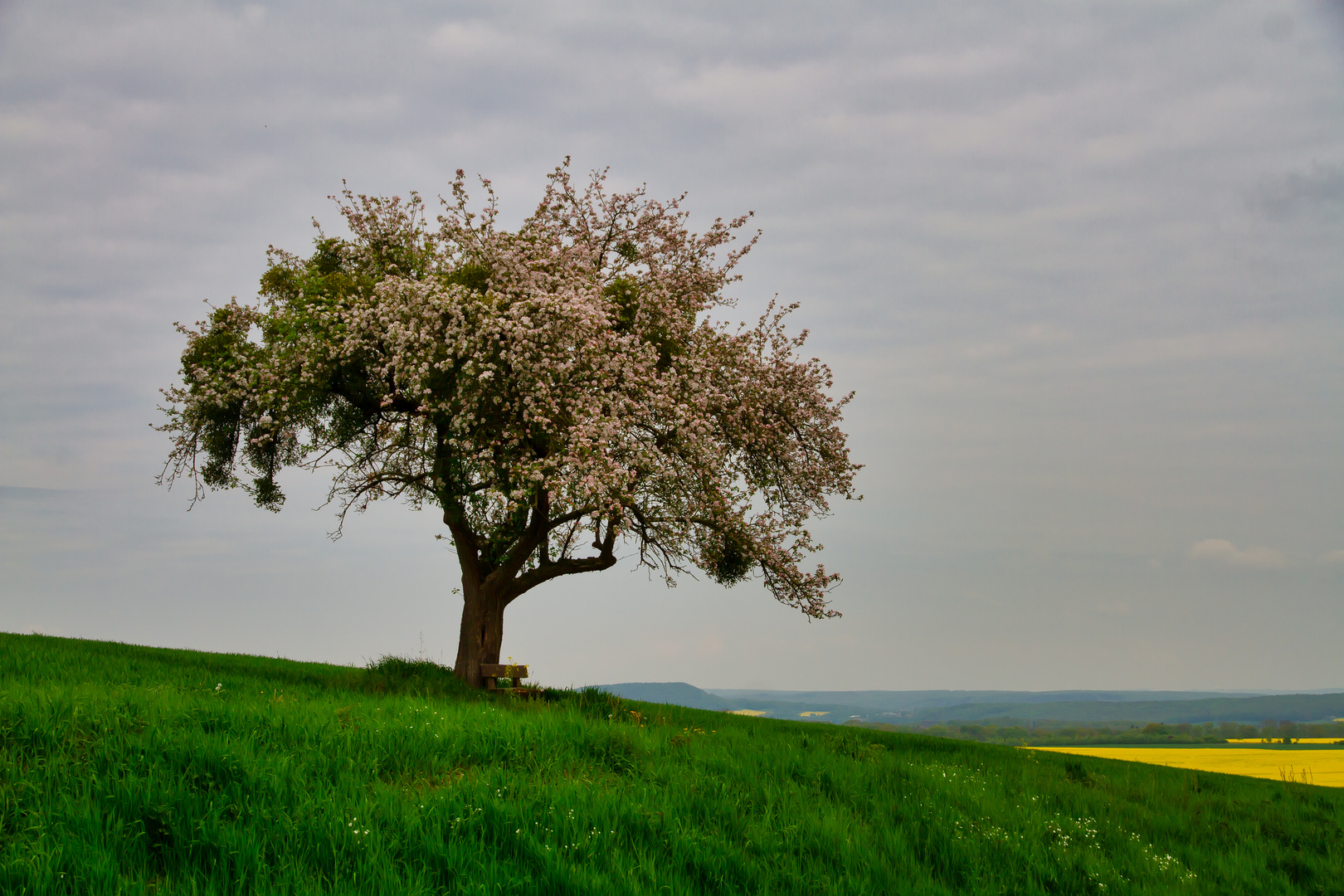 Mein Apfelbaum im Mai