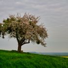 Mein Apfelbaum im Mai