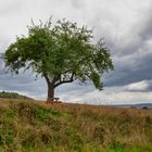 Mein Apfelbaum im September