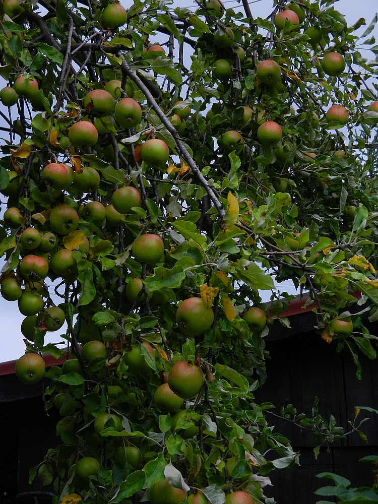 Mein Apfelbaum --Jonathan