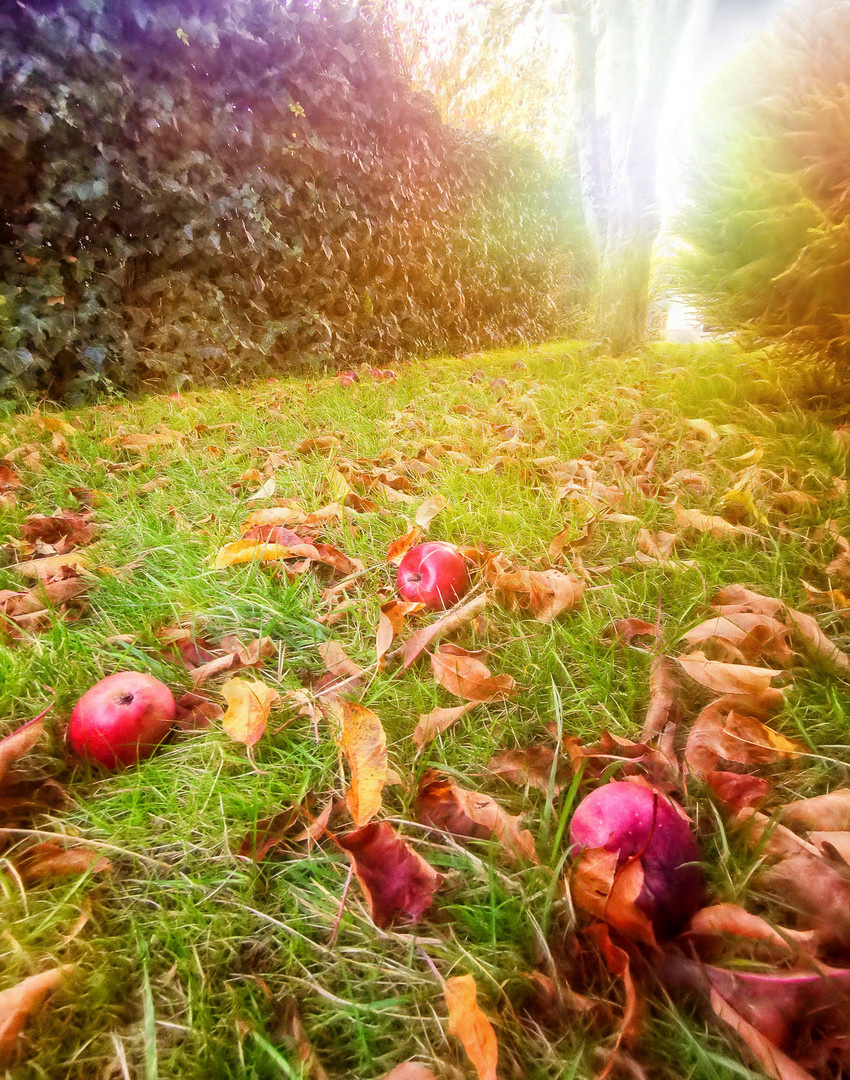 mein apfelbaum mag gerne die sonnenstrahlen ...