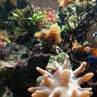 mein aquarium 1