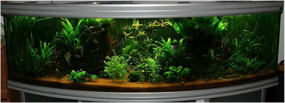 Mein Aquarium