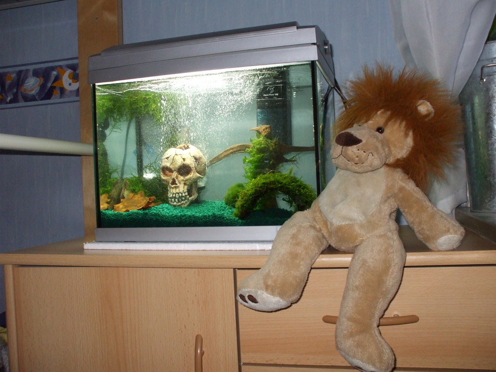 Mein Aquarium