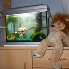 Mein Aquarium