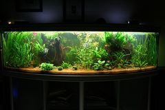 Mein Aquarium