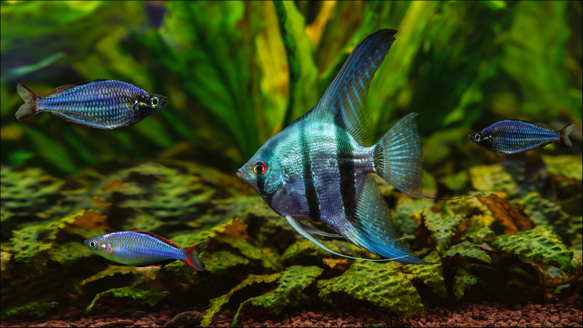 Mein Aquarium mit Diamant Skalar Blau und Diamant-Regenbogenfisch