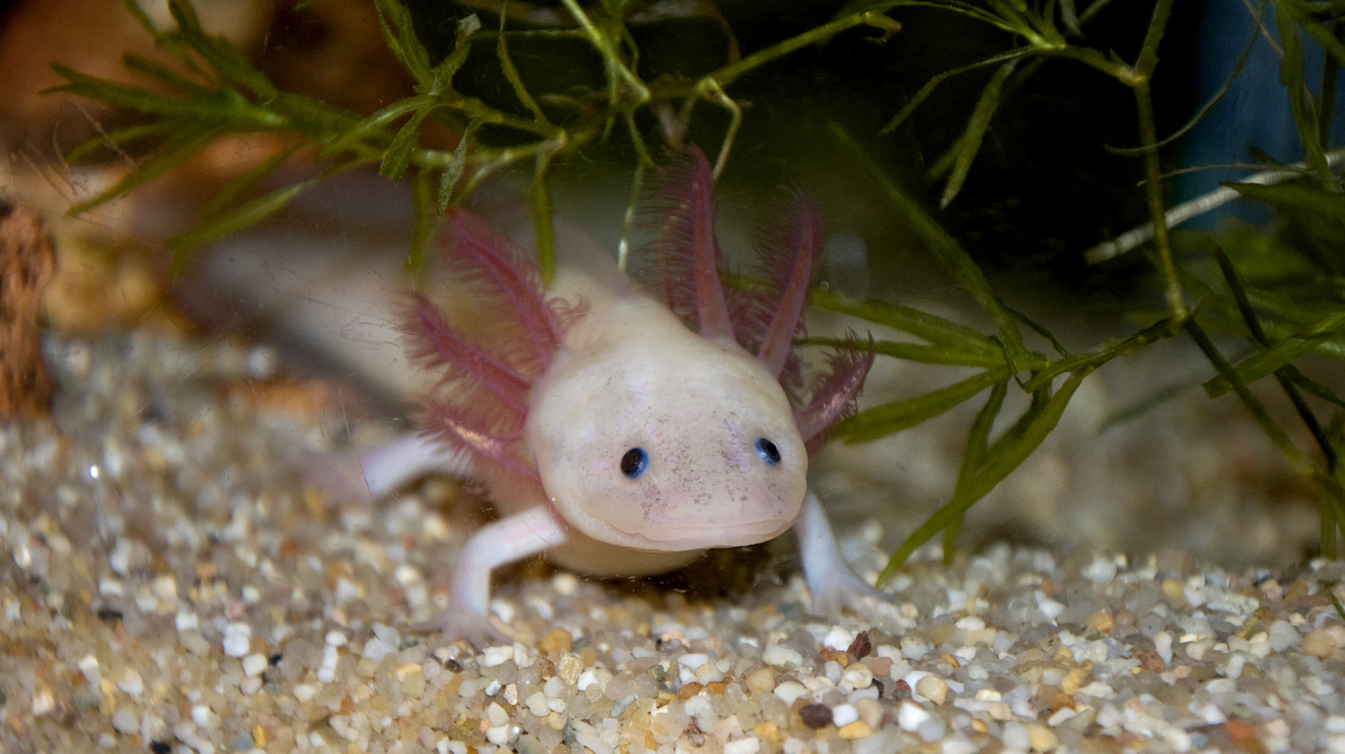 Mein Axolotl