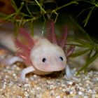 Mein Axolotl