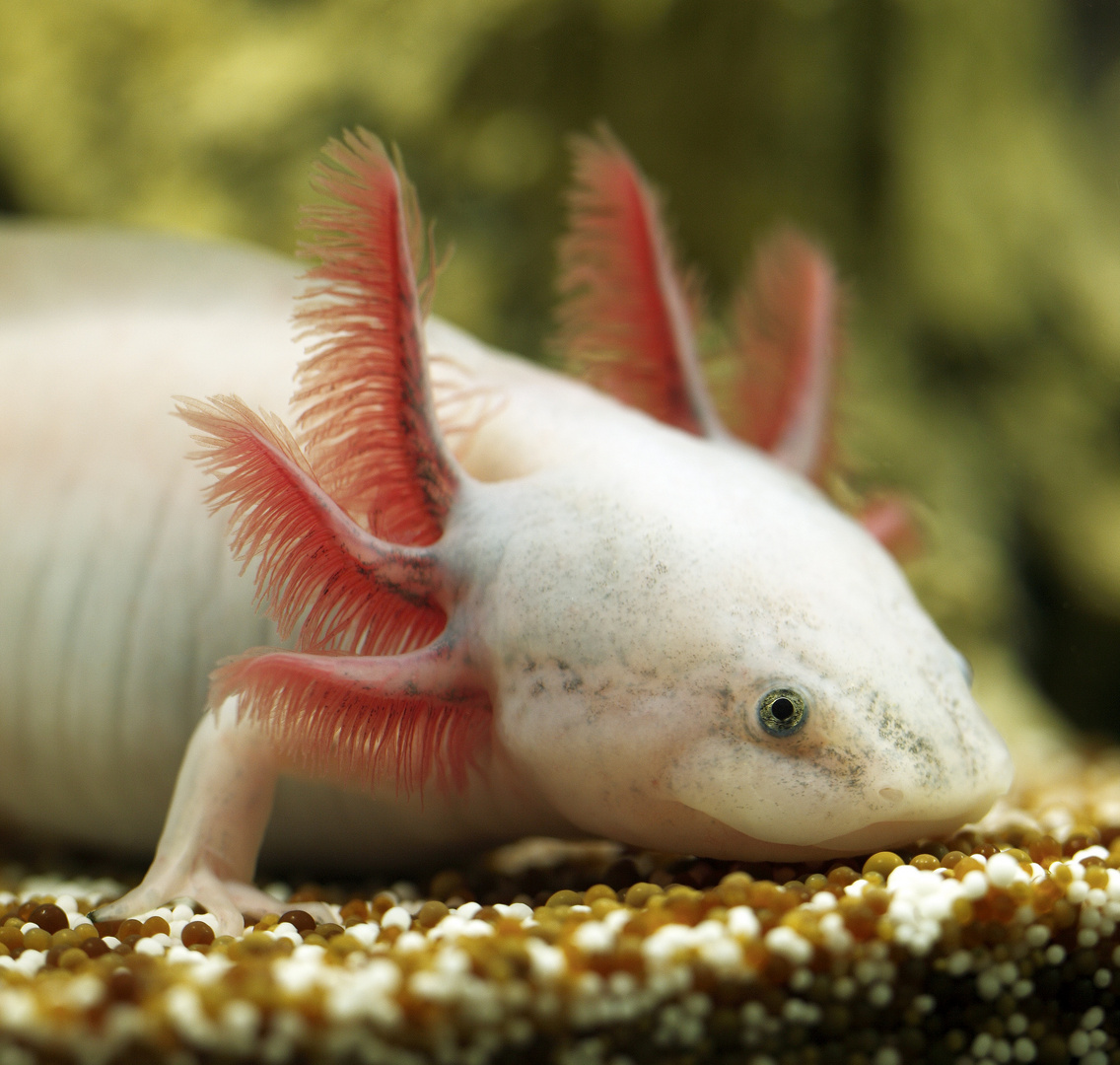 Mein Axolotl Ouzo