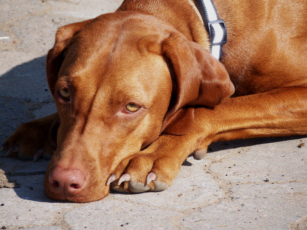 Mein Baby ( Vizsla)