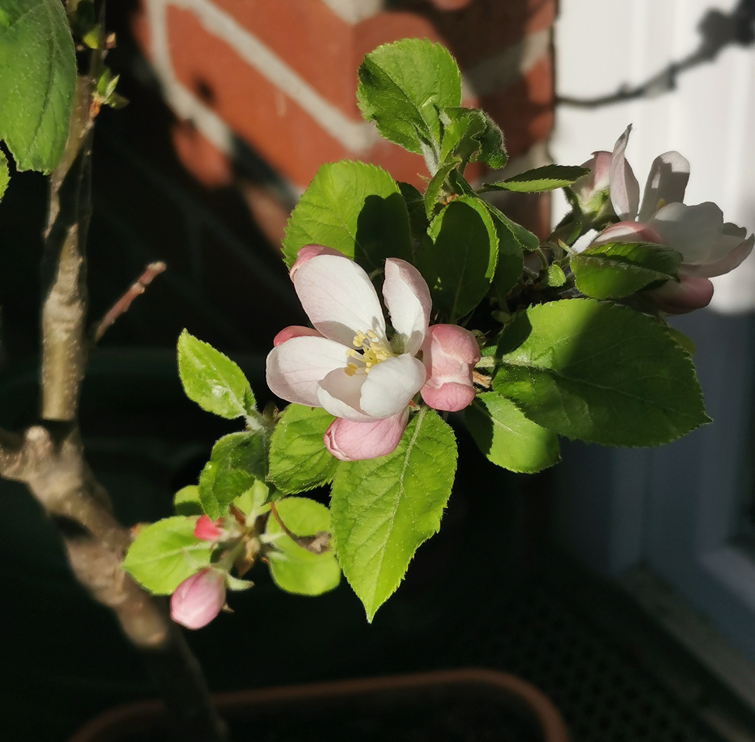 Mein Balkon-Apfelbäumchen im Topf blüht 