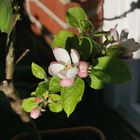 Mein Balkon-Apfelbäumchen im Topf blüht 