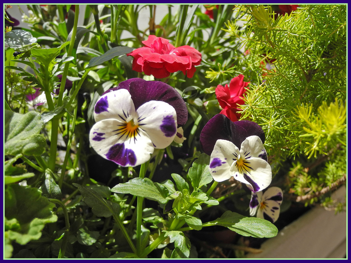 Mein Balkon - bunt und üppig