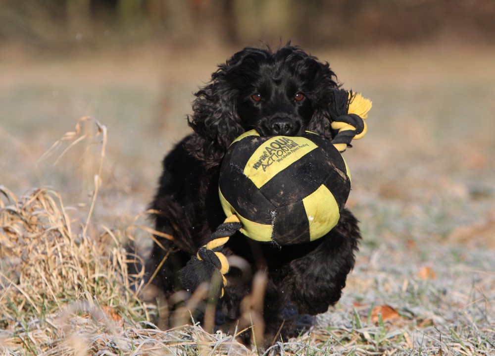 Mein Ball :-)