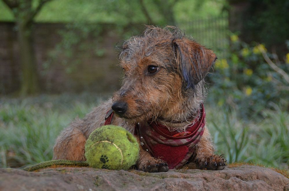 Mein Ball....