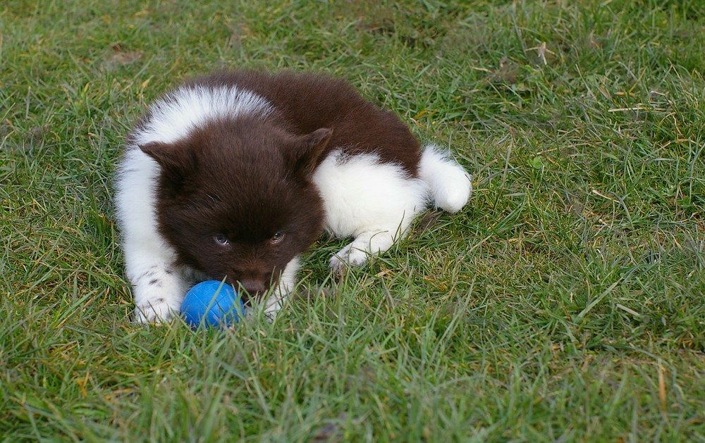 MEIN Ball!