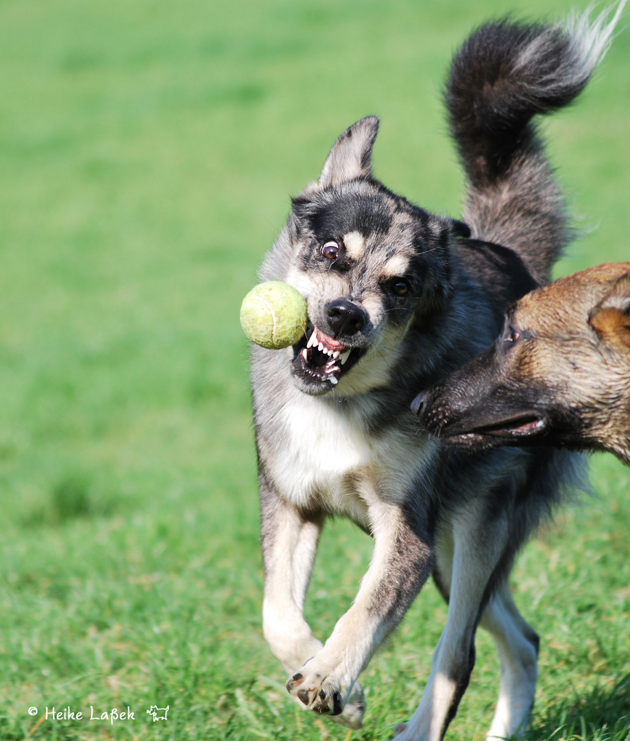 Mein Ball !!!