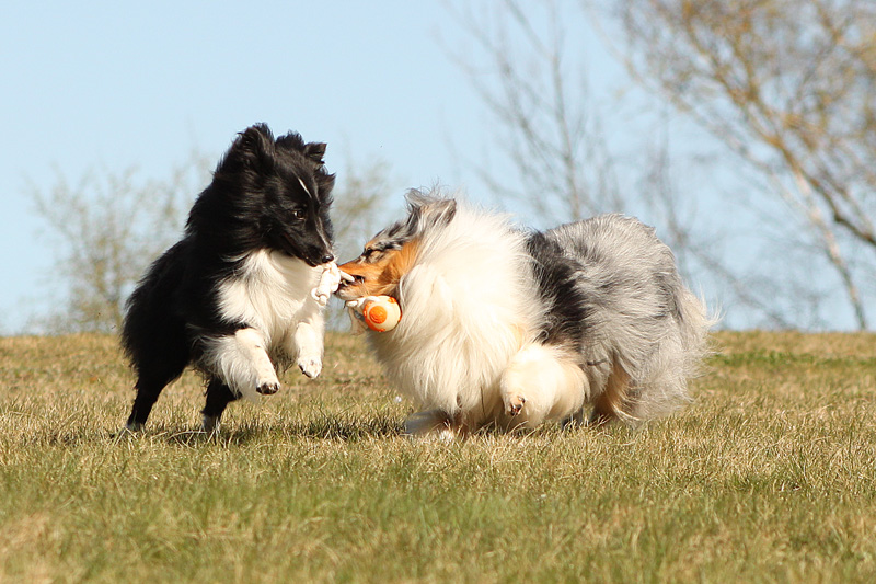 Mein Ball - dein Ball